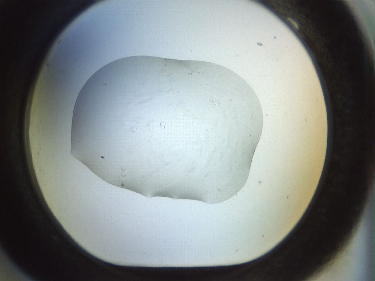 folderID921_plateID1921_batchID8271_wellNum69_profileID1_d1_r127978_ef.jpg