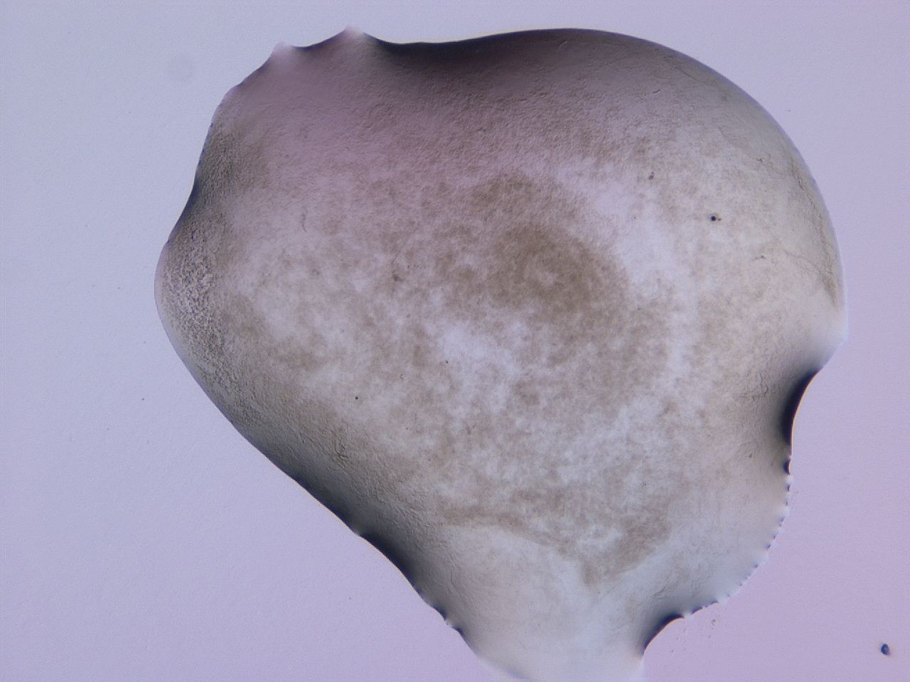 04nx_E6_ImagerDefaults_3.jpg