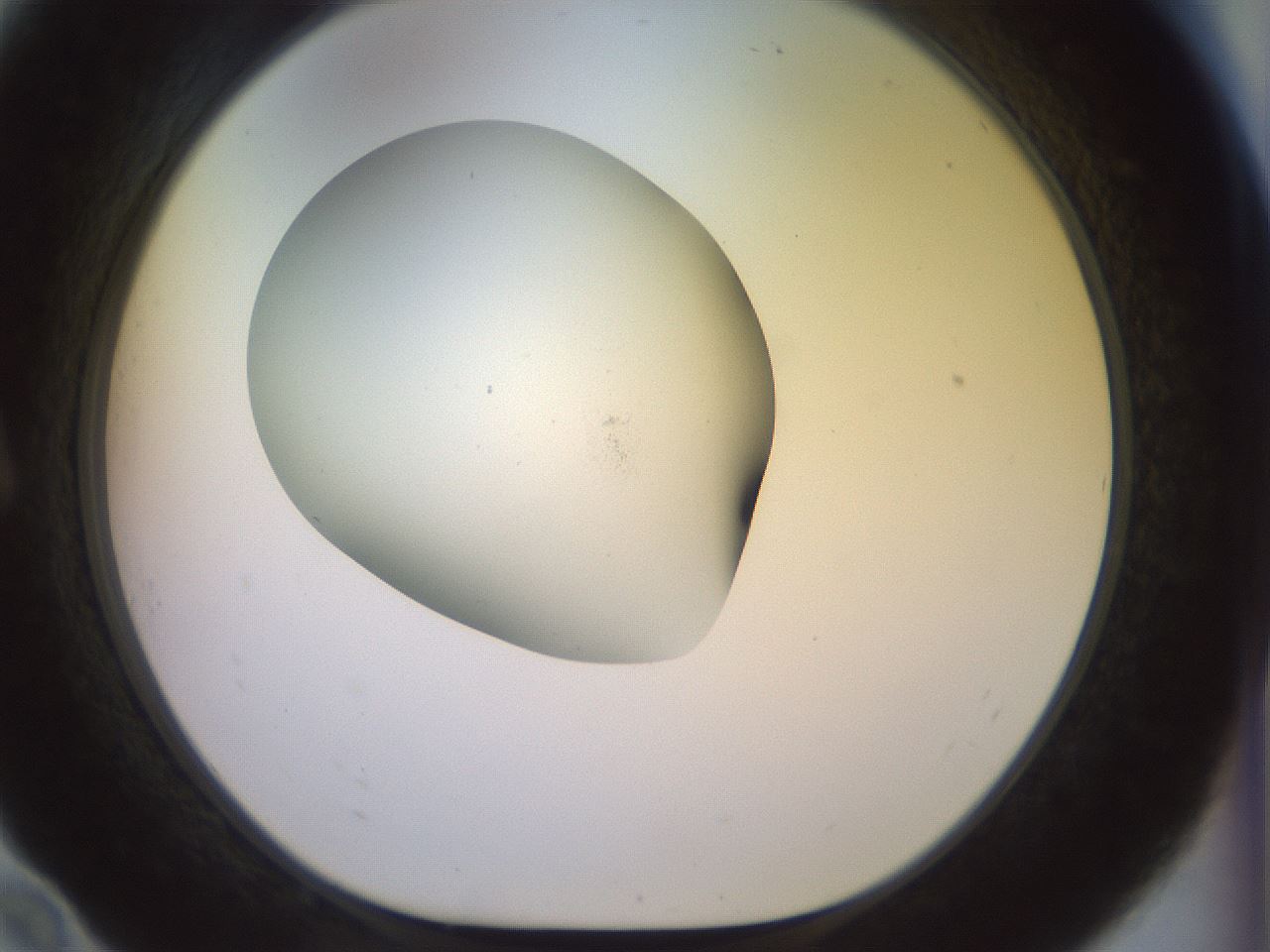 folderID922_plateID1922_batchID8272_wellNum10_profileID1_d1_r128015_ef.jpg