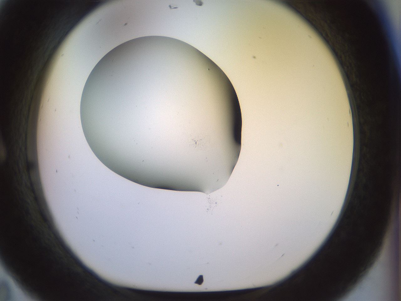 folderID922_plateID1922_batchID8272_wellNum11_profileID1_d1_r128016_ef.jpg