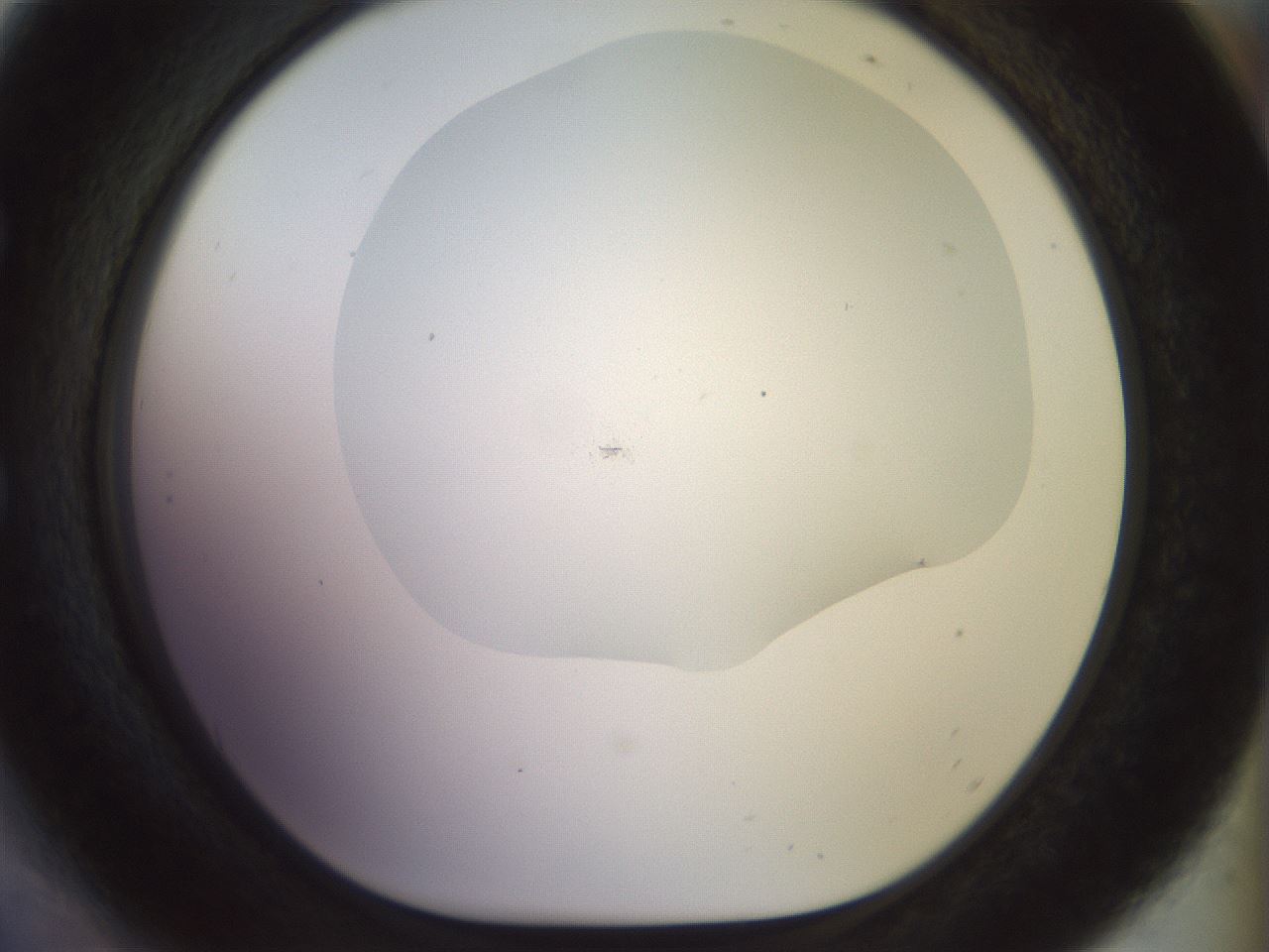 folderID922_plateID1922_batchID8272_wellNum54_profileID1_d1_r128059_ef.jpg