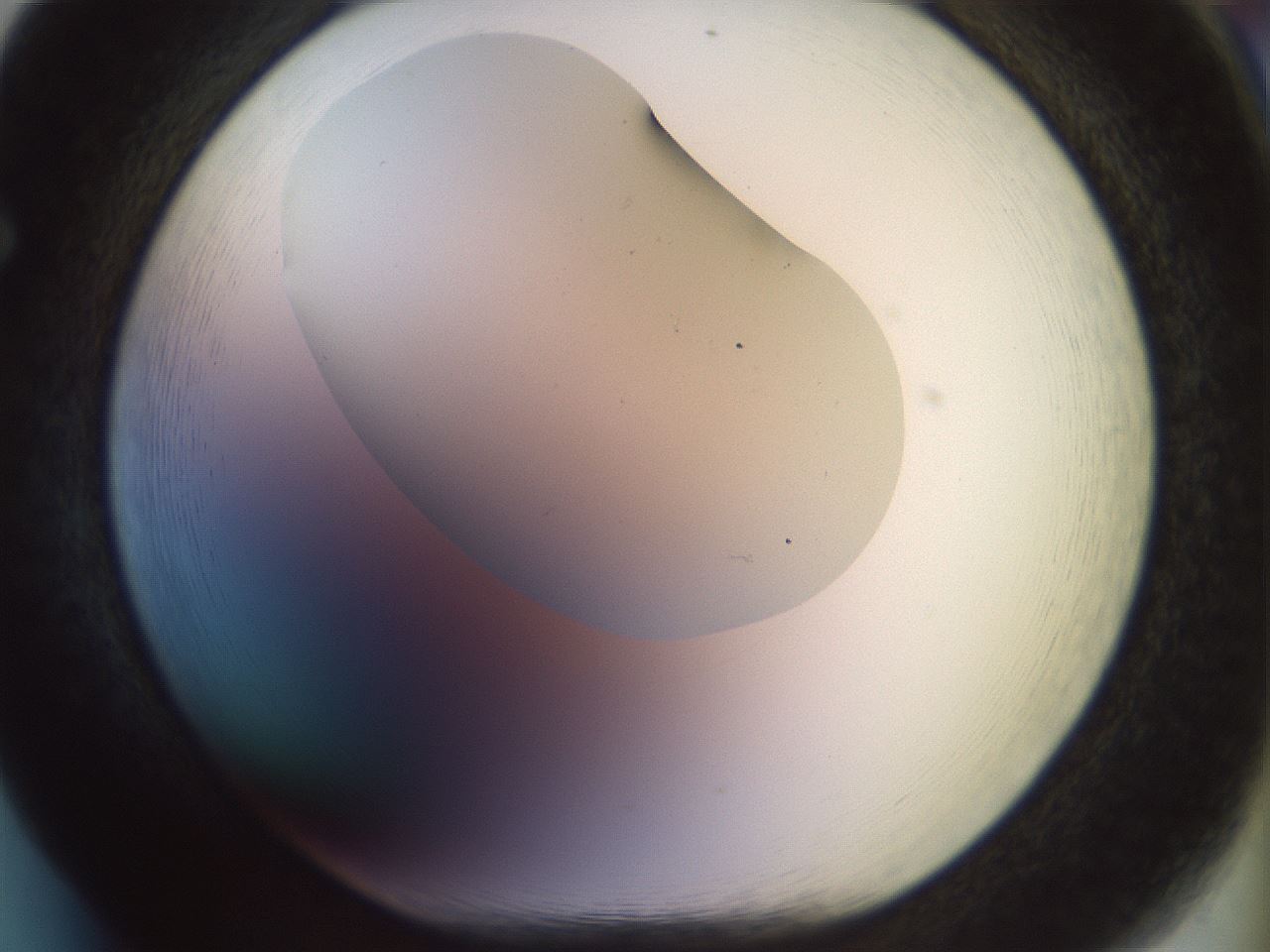 folderID922_plateID1922_batchID8272_wellNum65_profileID1_d1_r128070_ef.jpg