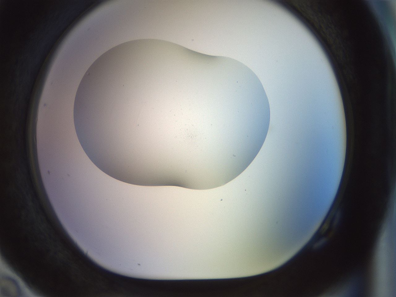 folderID922_plateID1922_batchID8272_wellNum82_profileID1_d1_r128087_ef.jpg