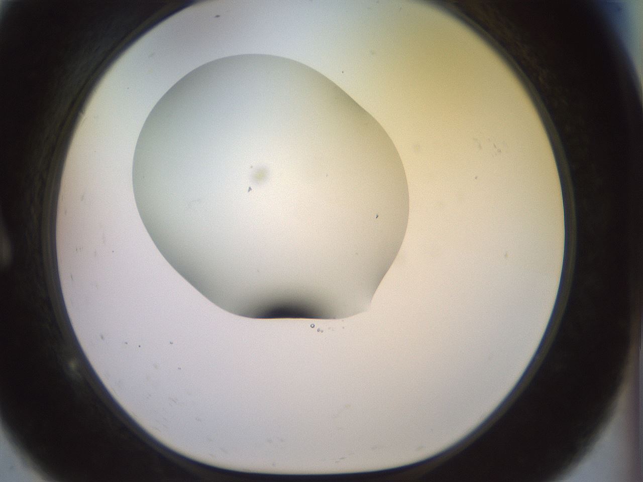 folderID922_plateID1922_batchID8272_wellNum9_profileID1_d1_r128014_ef.jpg