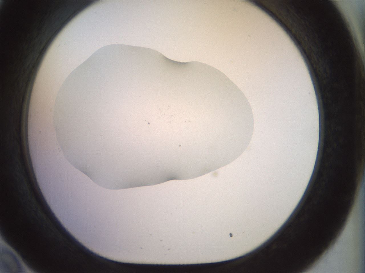 folderID923_plateID1923_batchID8269_wellNum34_profileID1_d1_r127751_ef.jpg