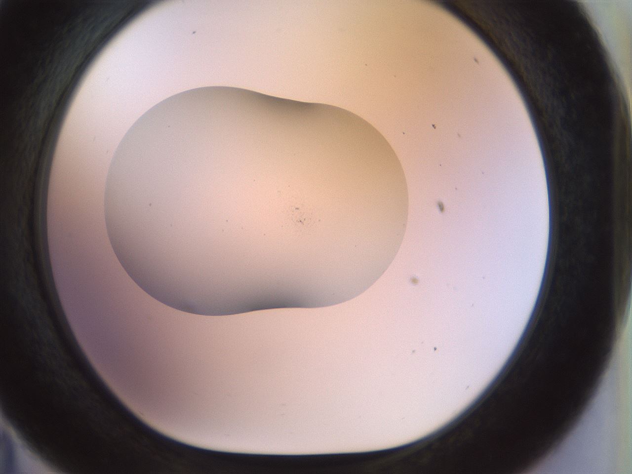 folderID923_plateID1923_batchID8269_wellNum35_profileID1_d1_r127752_ef.jpg