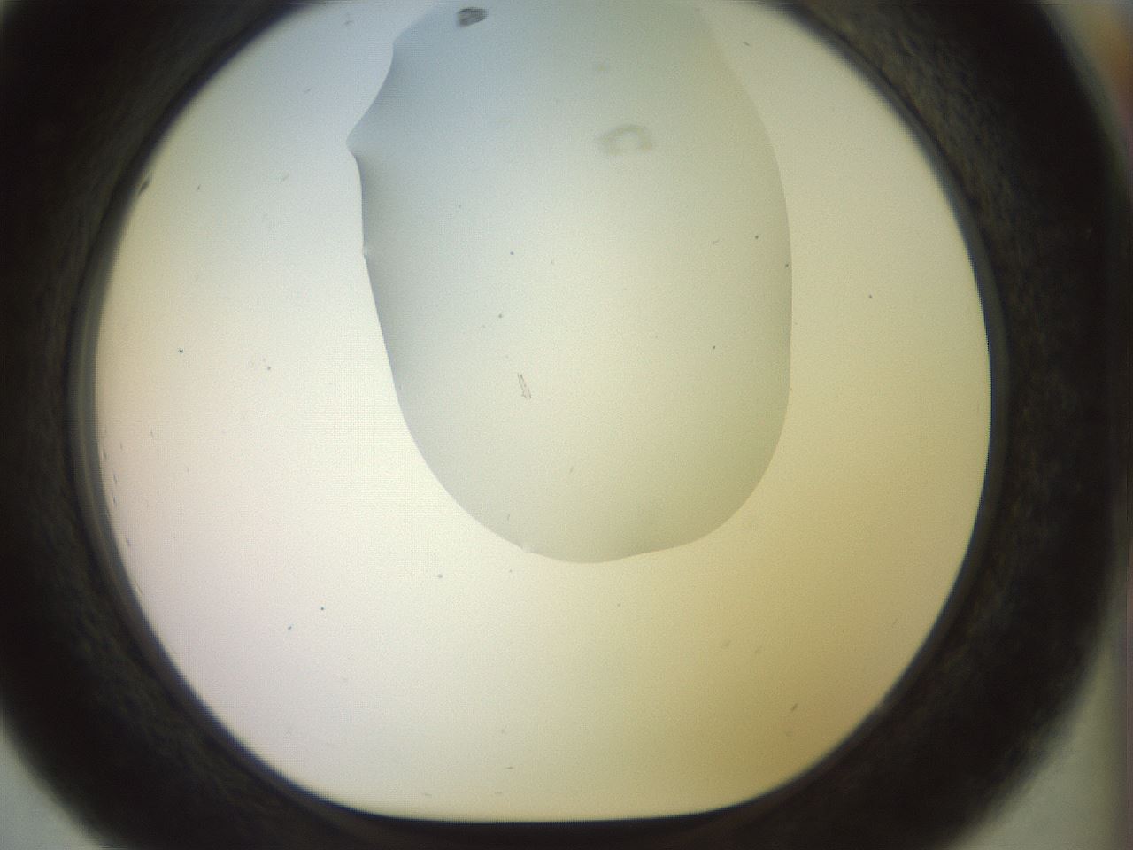 folderID923_plateID1923_batchID8269_wellNum44_profileID1_d1_r127761_ef.jpg