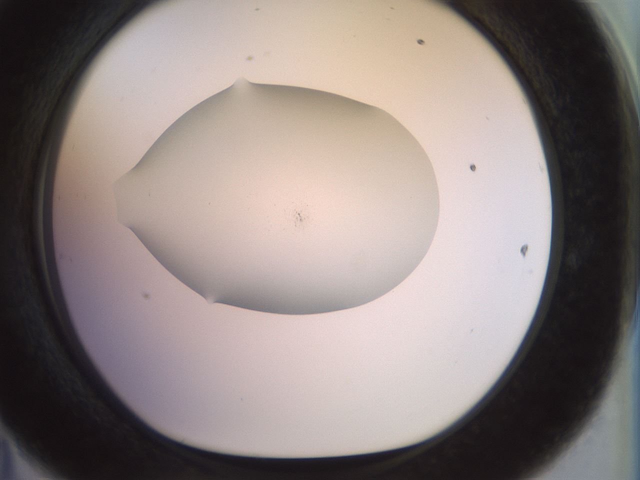 folderID923_plateID1923_batchID8269_wellNum47_profileID1_d1_r127764_ef.jpg