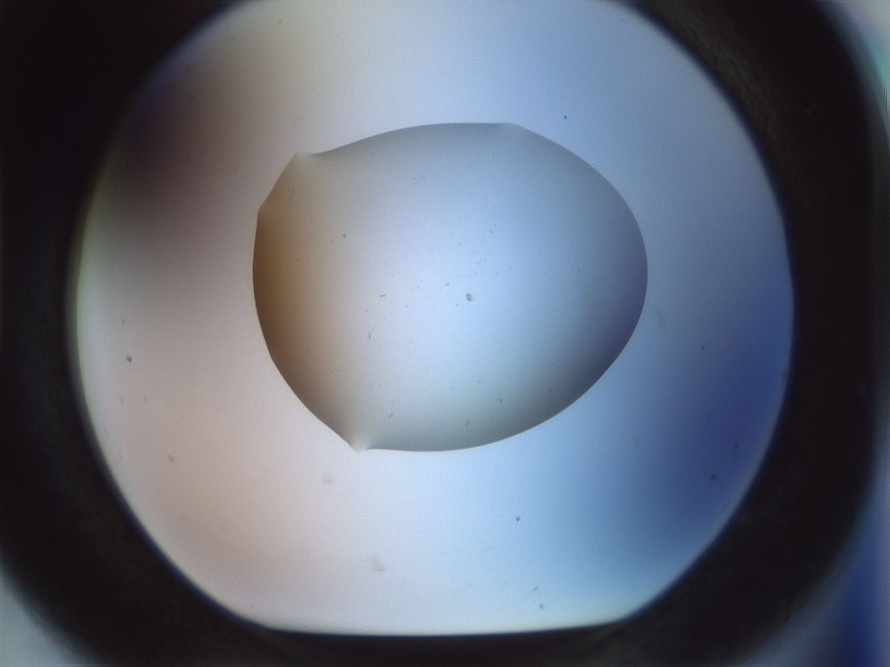 folderID923_plateID1923_batchID8269_wellNum92_profileID1_d1_r127809_ef.jpg