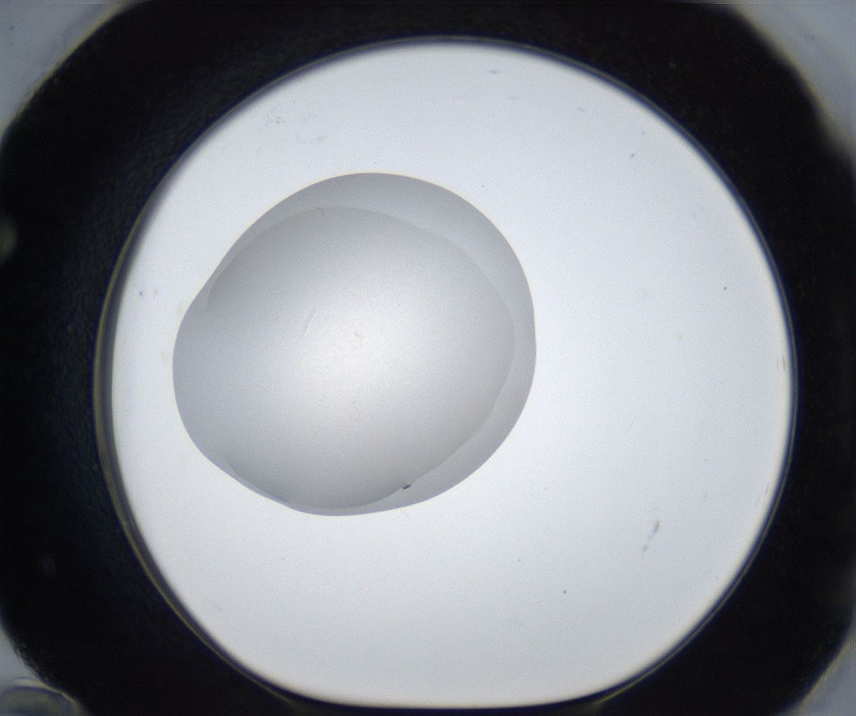 folderID923_plateID2923_batchID15771_wellNum72_profileID1_d1_r239811_ef.jpg