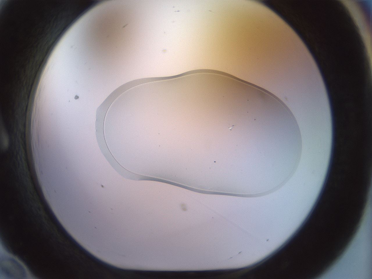 folderID924_plateID1924_batchID8294_wellNum12_profileID1_d1_r128593_ef.jpg