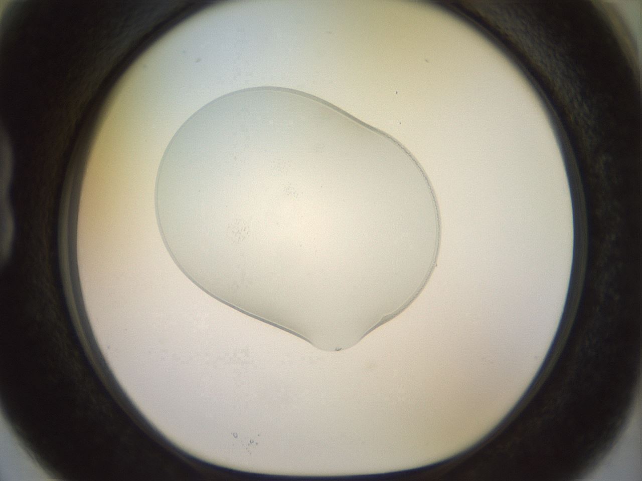 folderID924_plateID1924_batchID8294_wellNum15_profileID1_d1_r128596_ef.jpg
