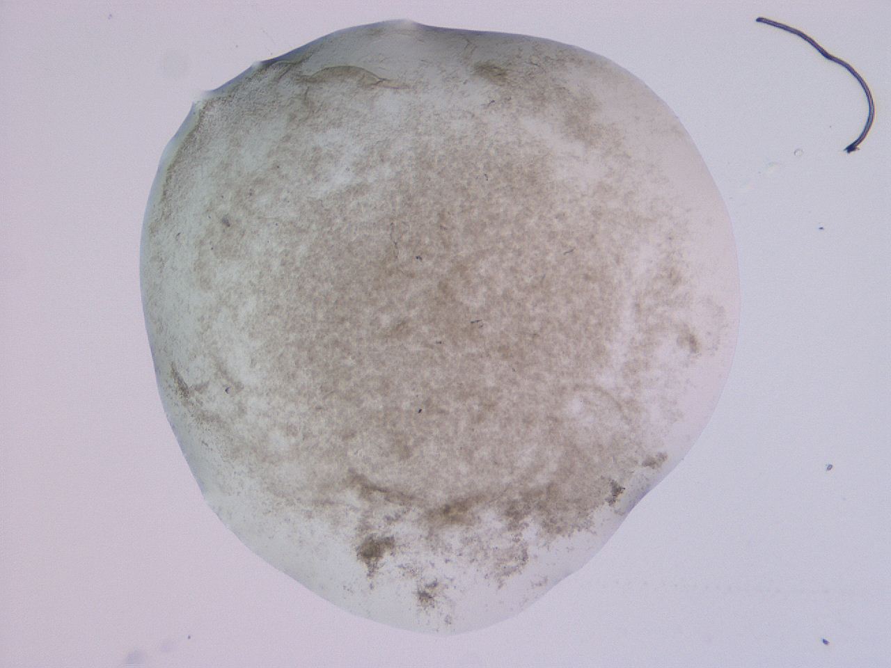 04nx_G12_ImagerDefaults_3.jpg