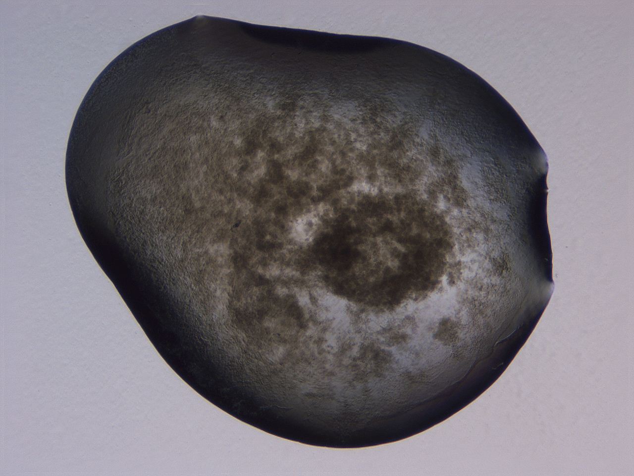 04nx_H4_ImagerDefaults_3.jpg