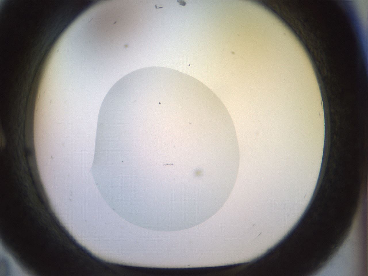 folderID925_plateID1925_batchID8296_wellNum11_profileID1_d1_r128784_ef.jpg