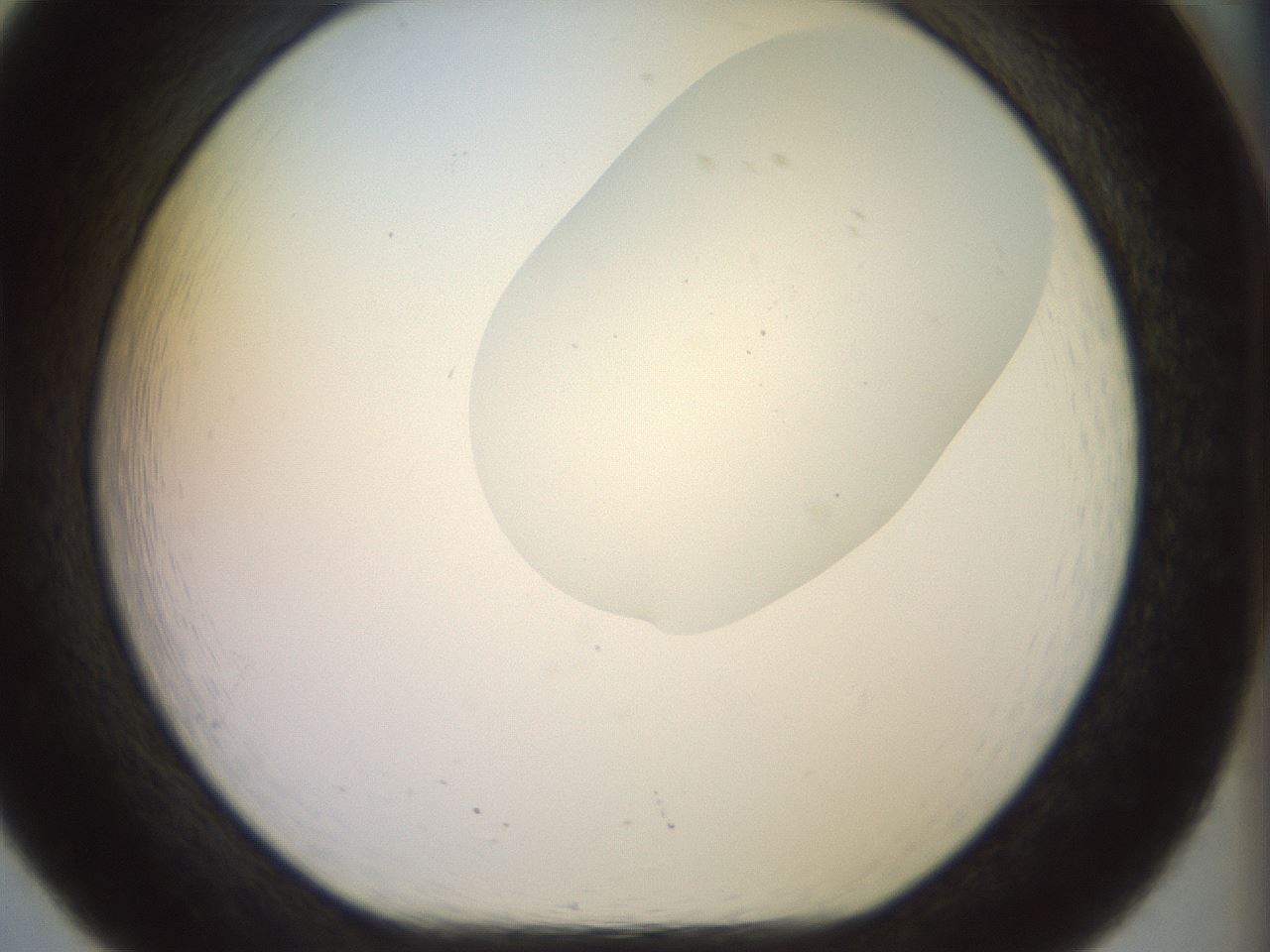 folderID925_plateID1925_batchID8296_wellNum20_profileID1_d1_r128793_ef.jpg