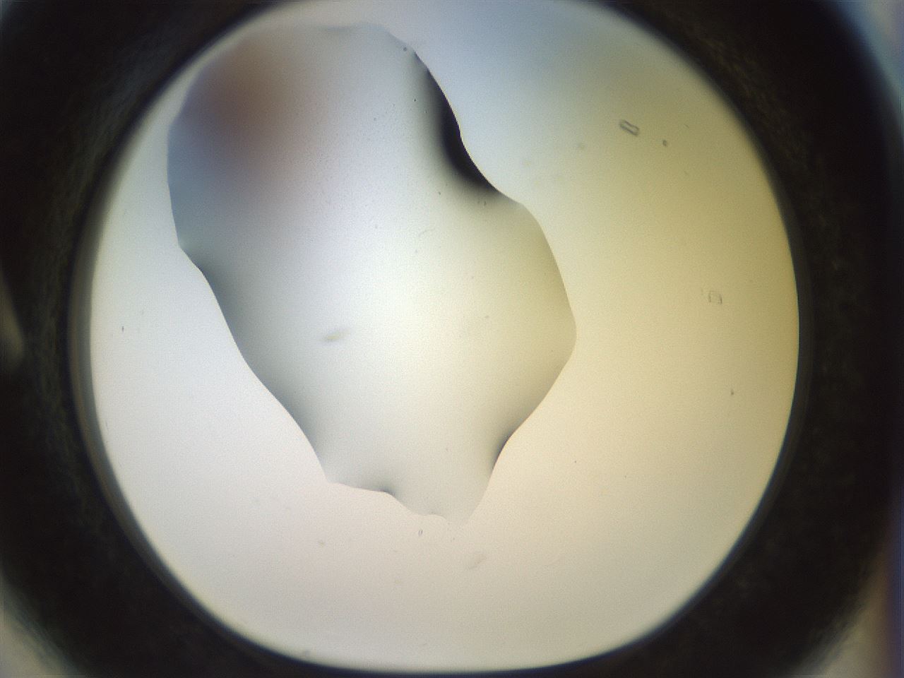folderID925_plateID1925_batchID8296_wellNum6_profileID1_d1_r128779_ef.jpg