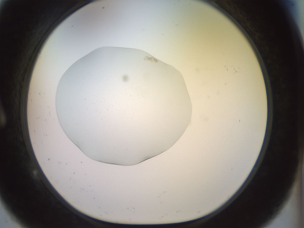 folderID925_plateID1925_batchID8296_wellNum9_profileID1_d1_r128782_ef.jpg