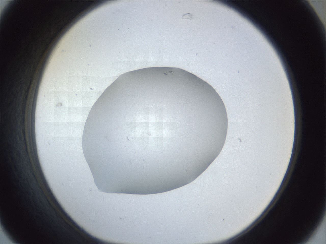 folderID925_plateID925_batchID1265_wellNum31_profileID1_d1_r33543_ef.jpg