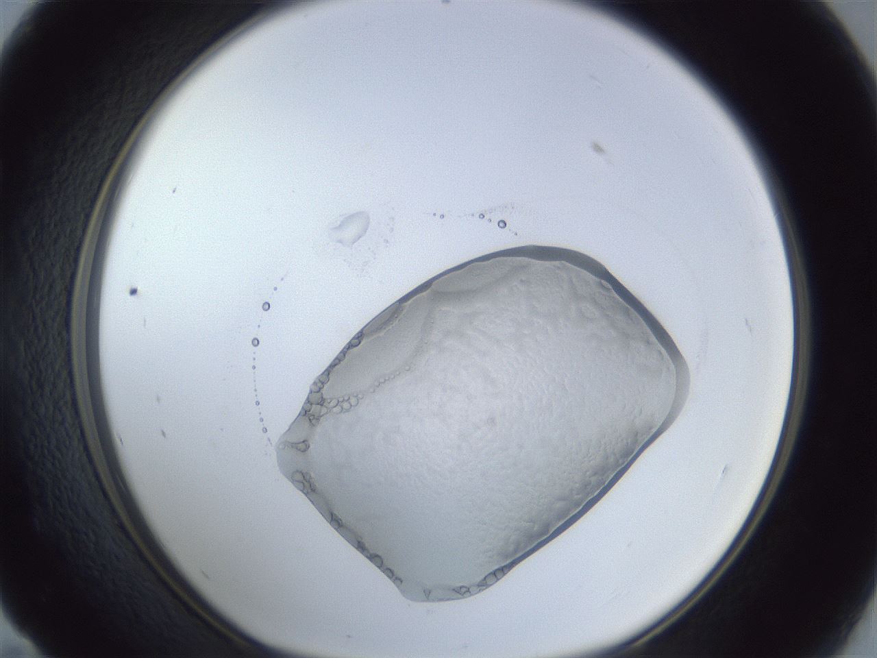 folderID925_plateID925_batchID1265_wellNum59_profileID1_d1_r33599_ef.jpg
