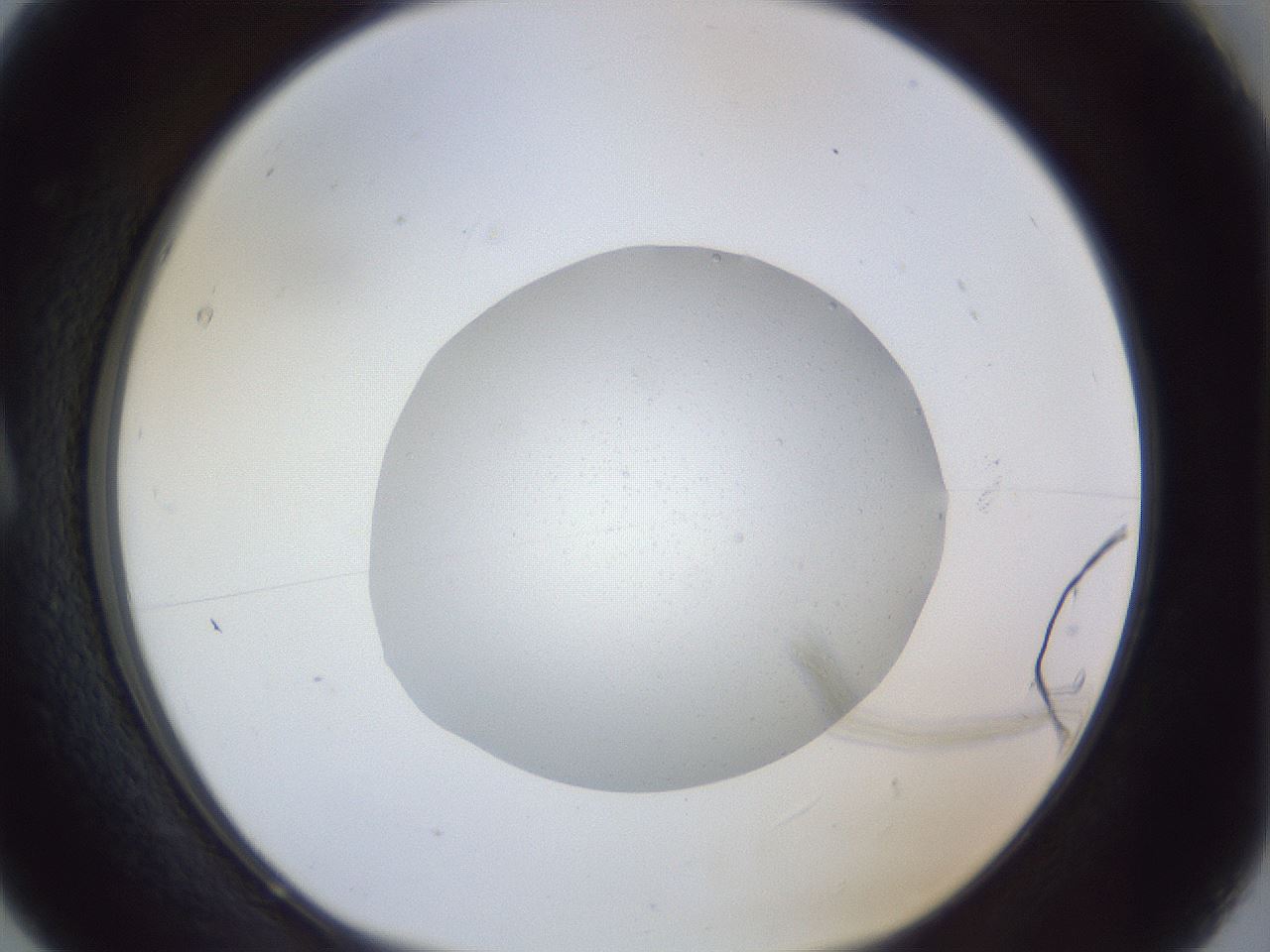 folderID925_plateID925_batchID1265_wellNum5_profileID1_d1_r33491_ef.jpg