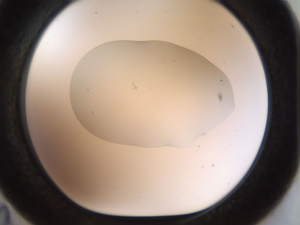 folderID926_plateID1926_batchID8293_wellNum35_profileID1_d1_r128520_ef.jpg