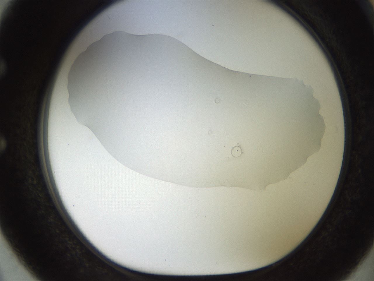 folderID926_plateID1926_batchID8293_wellNum50_profileID1_d1_r128535_ef.jpg