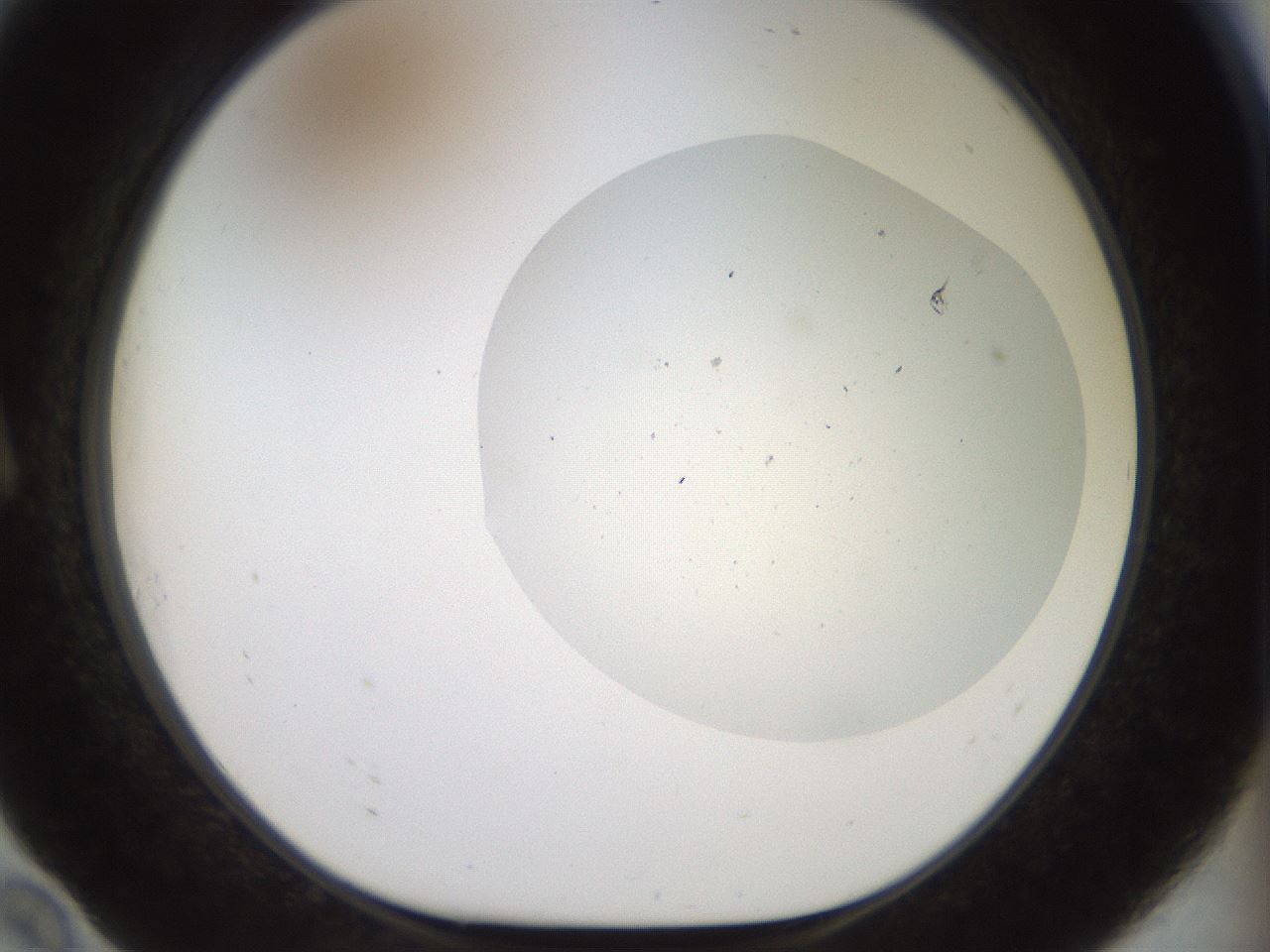 folderID926_plateID1926_batchID8293_wellNum10_profileID1_d1_r128495_ef.jpg
