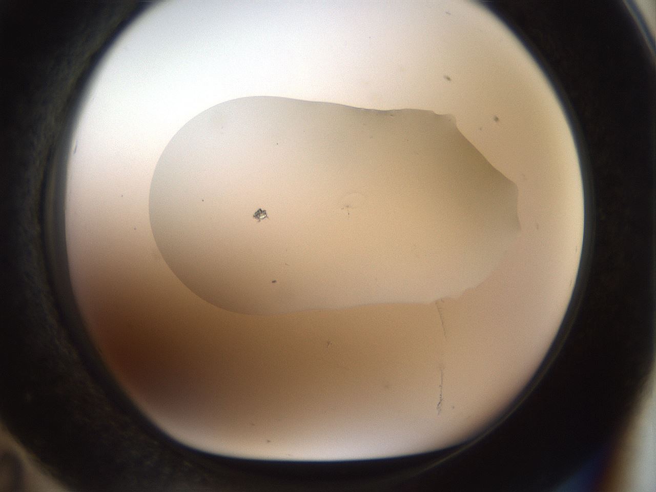 folderID926_plateID1926_batchID8293_wellNum71_profileID1_d1_r128556_ef.jpg