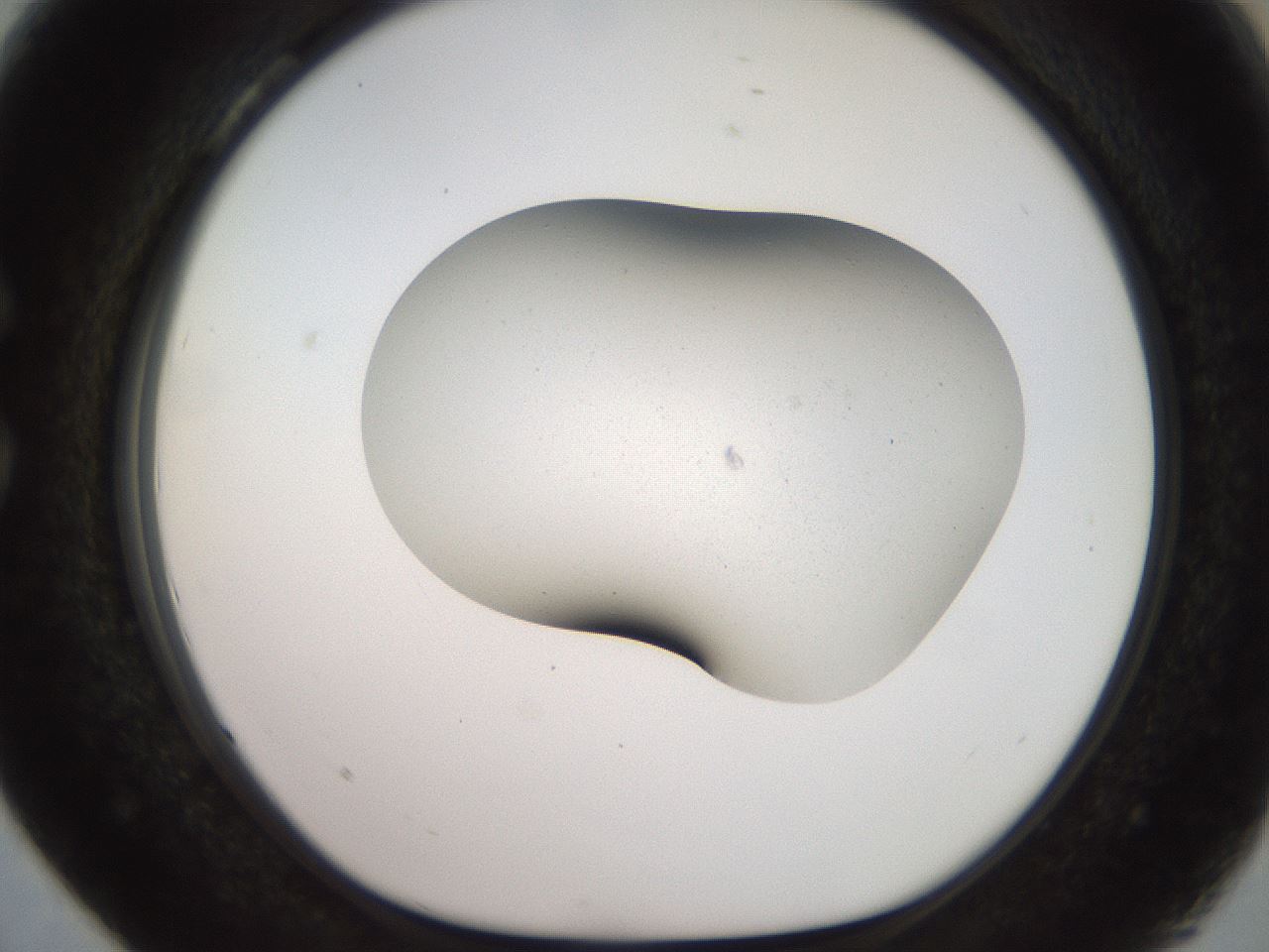 folderID927_plateID1927_batchID8295_wellNum28_profileID1_d1_r128705_ef.jpg