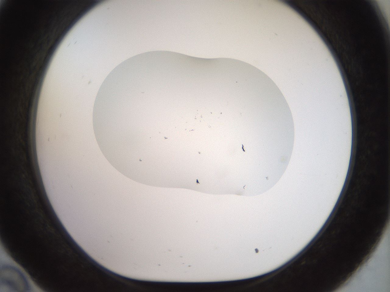 folderID927_plateID1927_batchID8295_wellNum34_profileID1_d1_r128711_ef.jpg