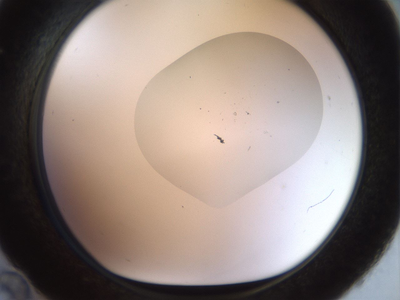 folderID927_plateID1927_batchID8295_wellNum36_profileID1_d1_r128713_ef.jpg