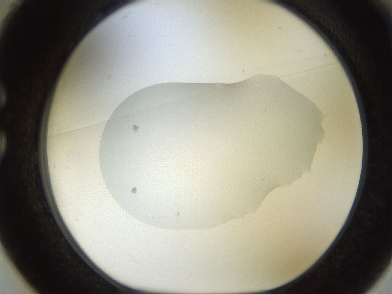 folderID927_plateID1927_batchID8295_wellNum25_profileID1_d1_r128702_ef.jpg