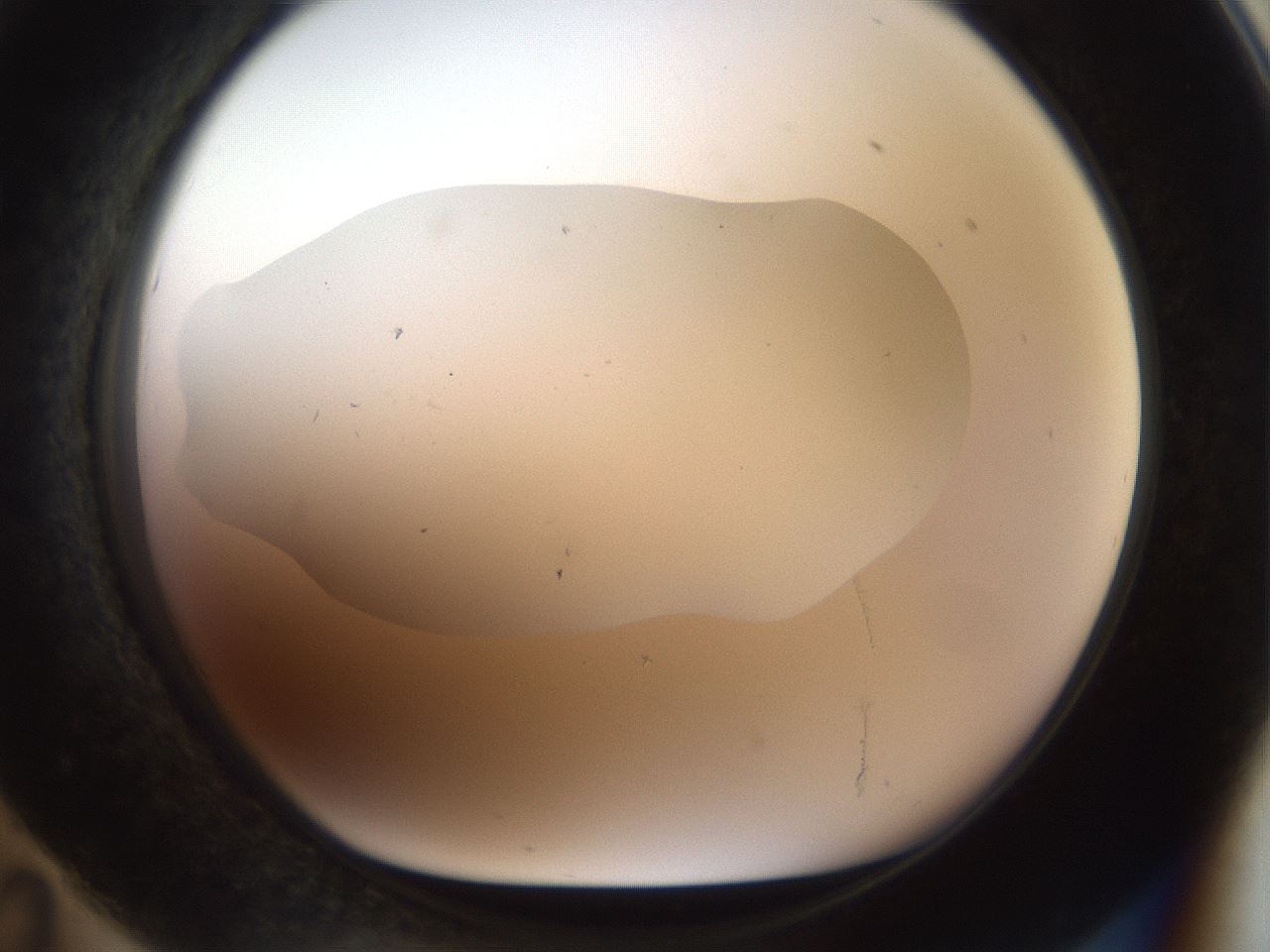 folderID927_plateID1927_batchID8295_wellNum71_profileID1_d1_r128748_ef.jpg