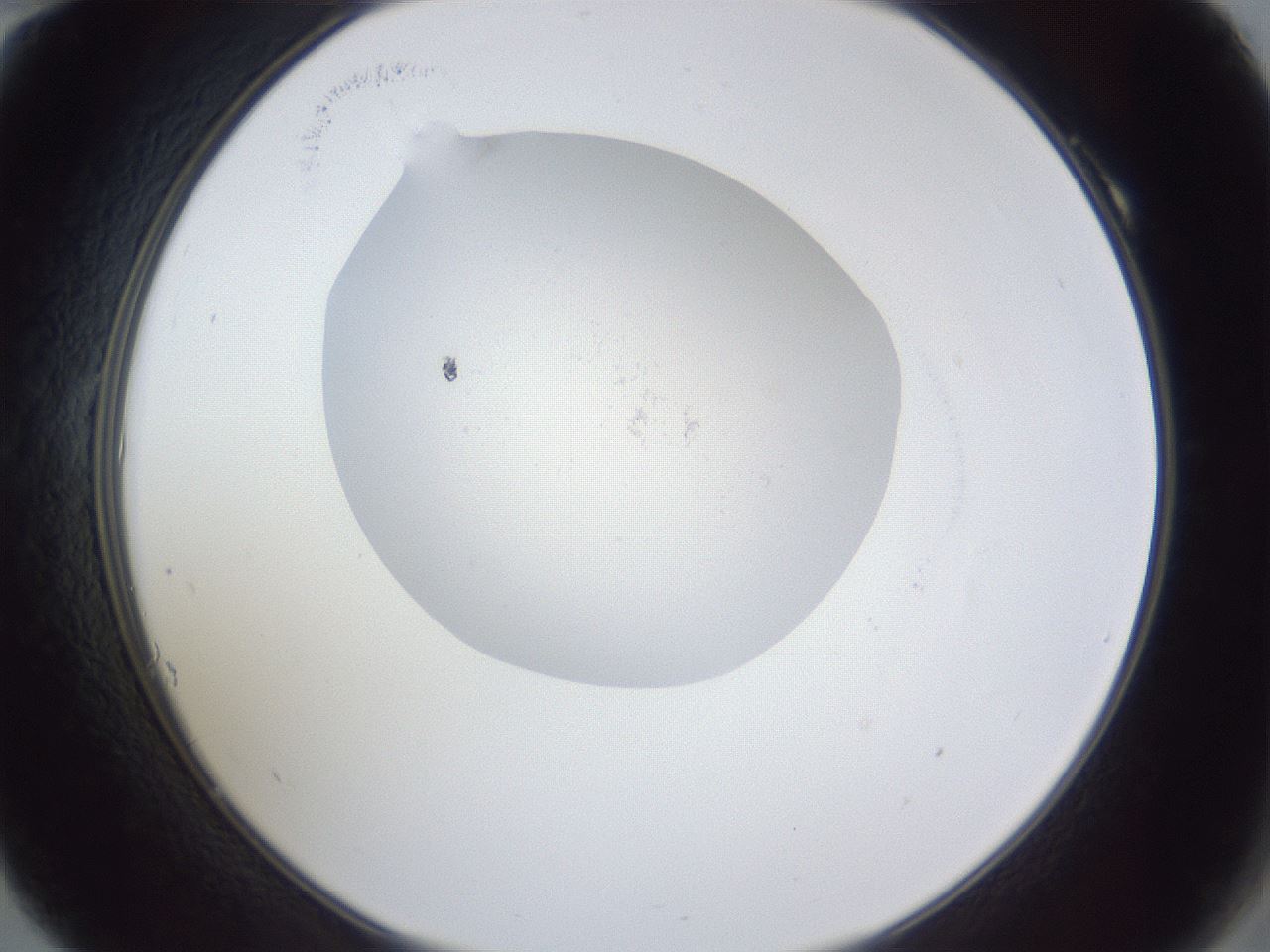 folderID927_plateID927_batchID1266_wellNum10_profileID1_d2_r33718_ef.jpg