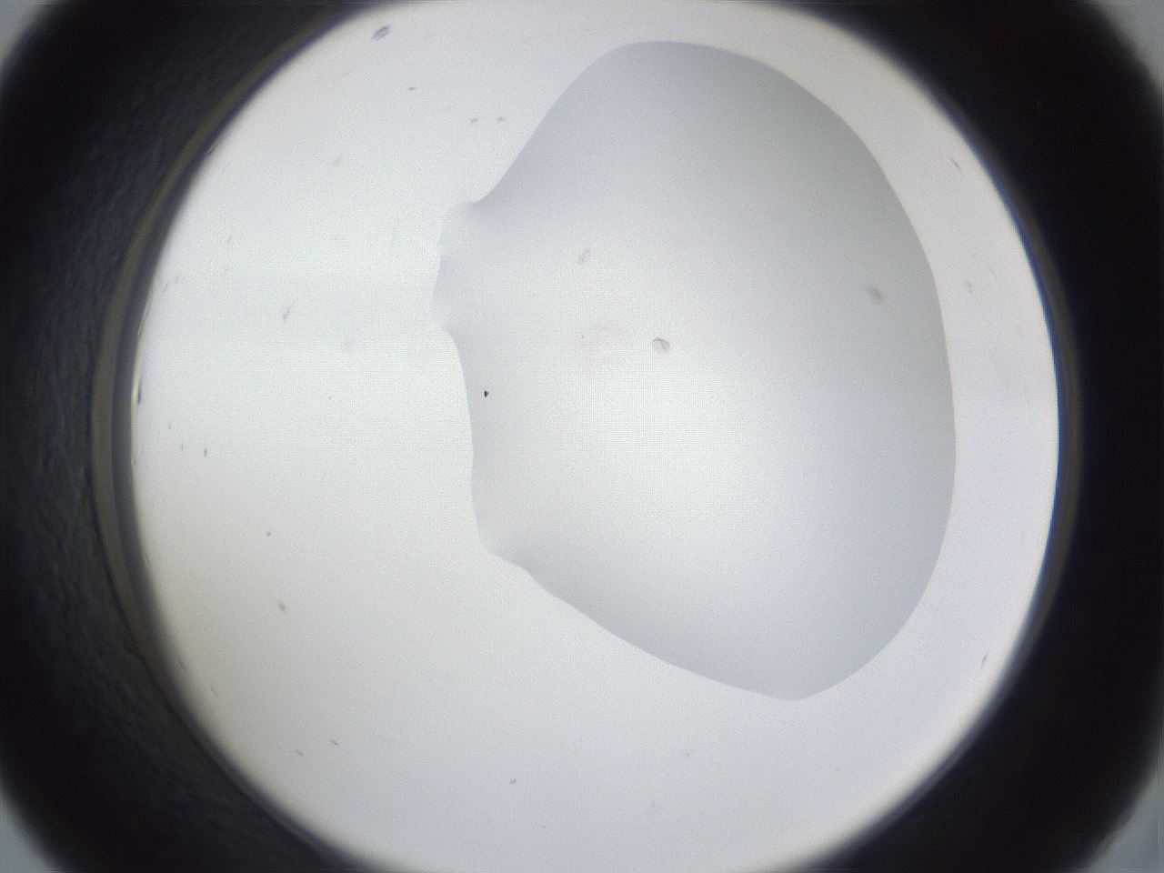 folderID927_plateID927_batchID1266_wellNum43_profileID1_d2_r33784_ef.jpg