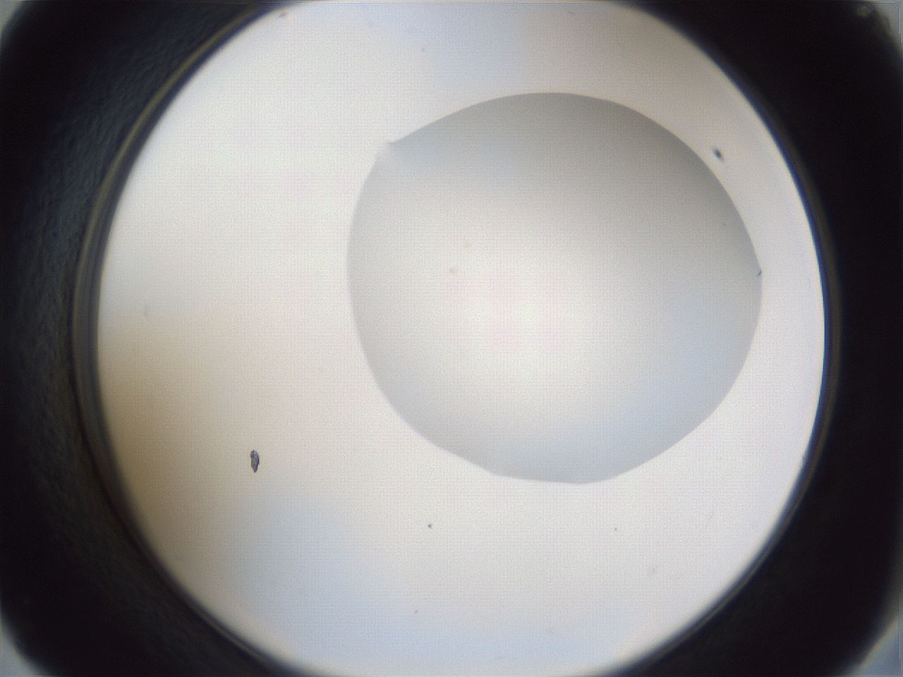 folderID927_plateID927_batchID1266_wellNum57_profileID1_d2_r33812_ef.jpg