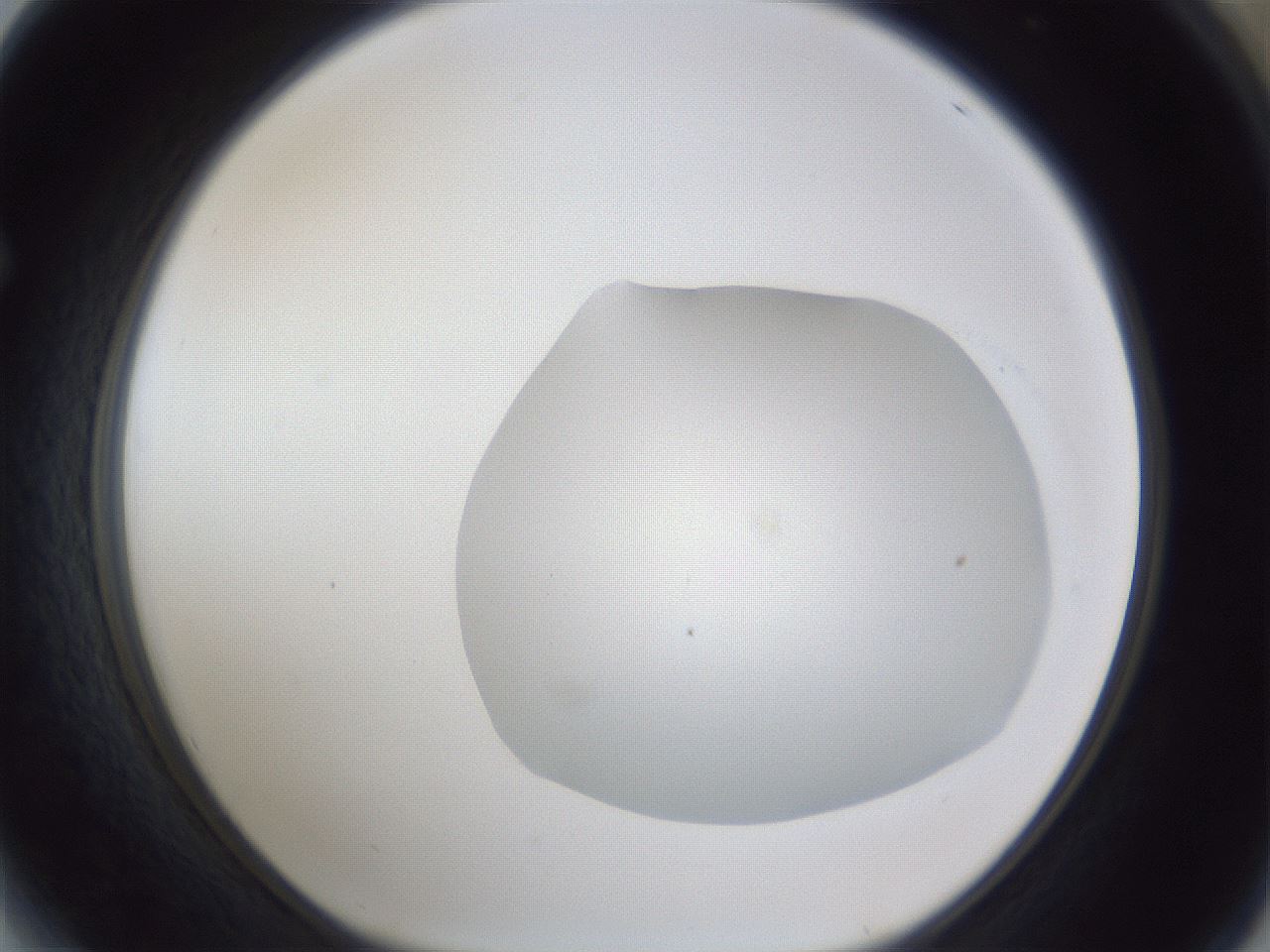 folderID927_plateID927_batchID1266_wellNum64_profileID1_d1_r33825_ef.jpg