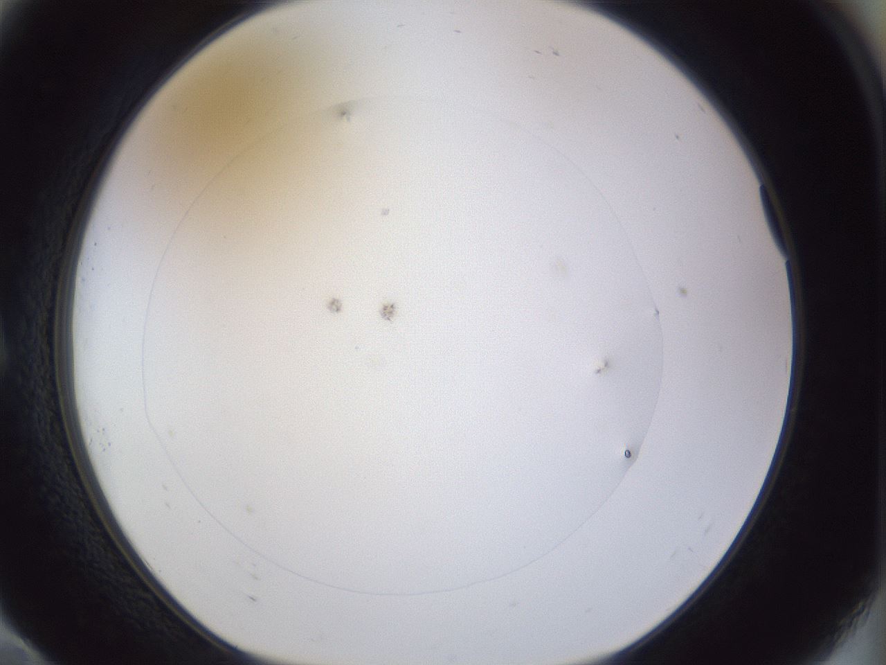 folderID928_plateID1928_batchID8262_wellNum10_profileID1_d1_r128881_ef.jpg