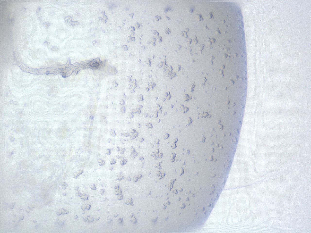folderID929_plateID929_batchID1244_wellNum6_profileID1_d1_r36963_ef.jpg