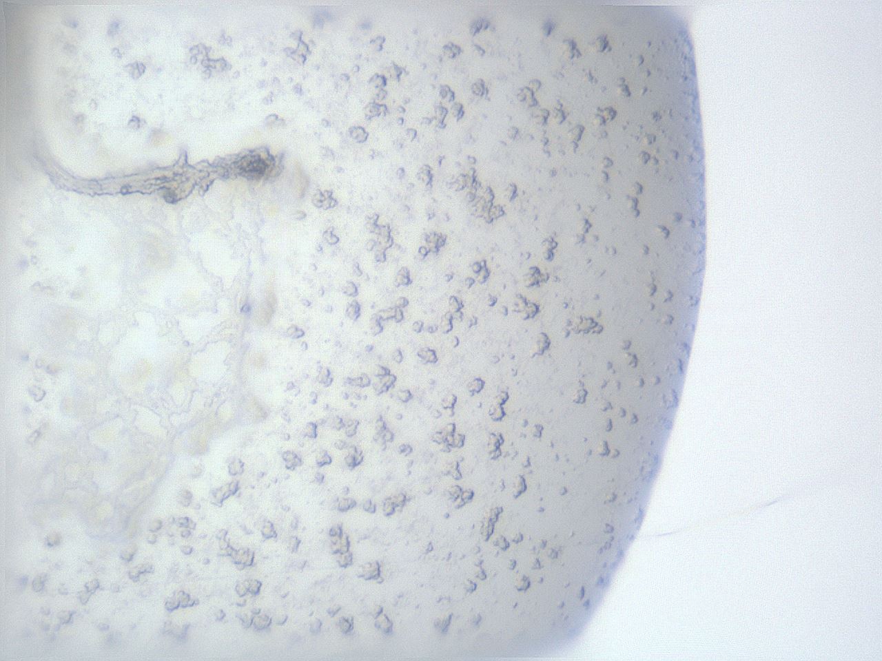 folderID929_plateID929_batchID1268_wellNum6_profileID1_d1_r36963_ef.jpg