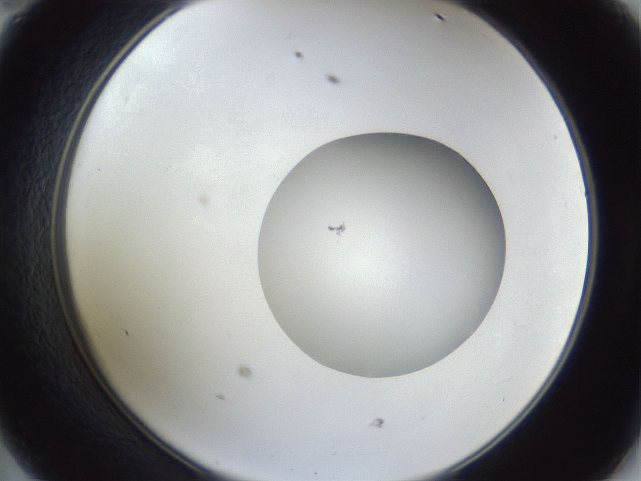 folderID92_plateID1092_batchID2531_wellNum47_profileID1_d2_r48850_ef.jpg