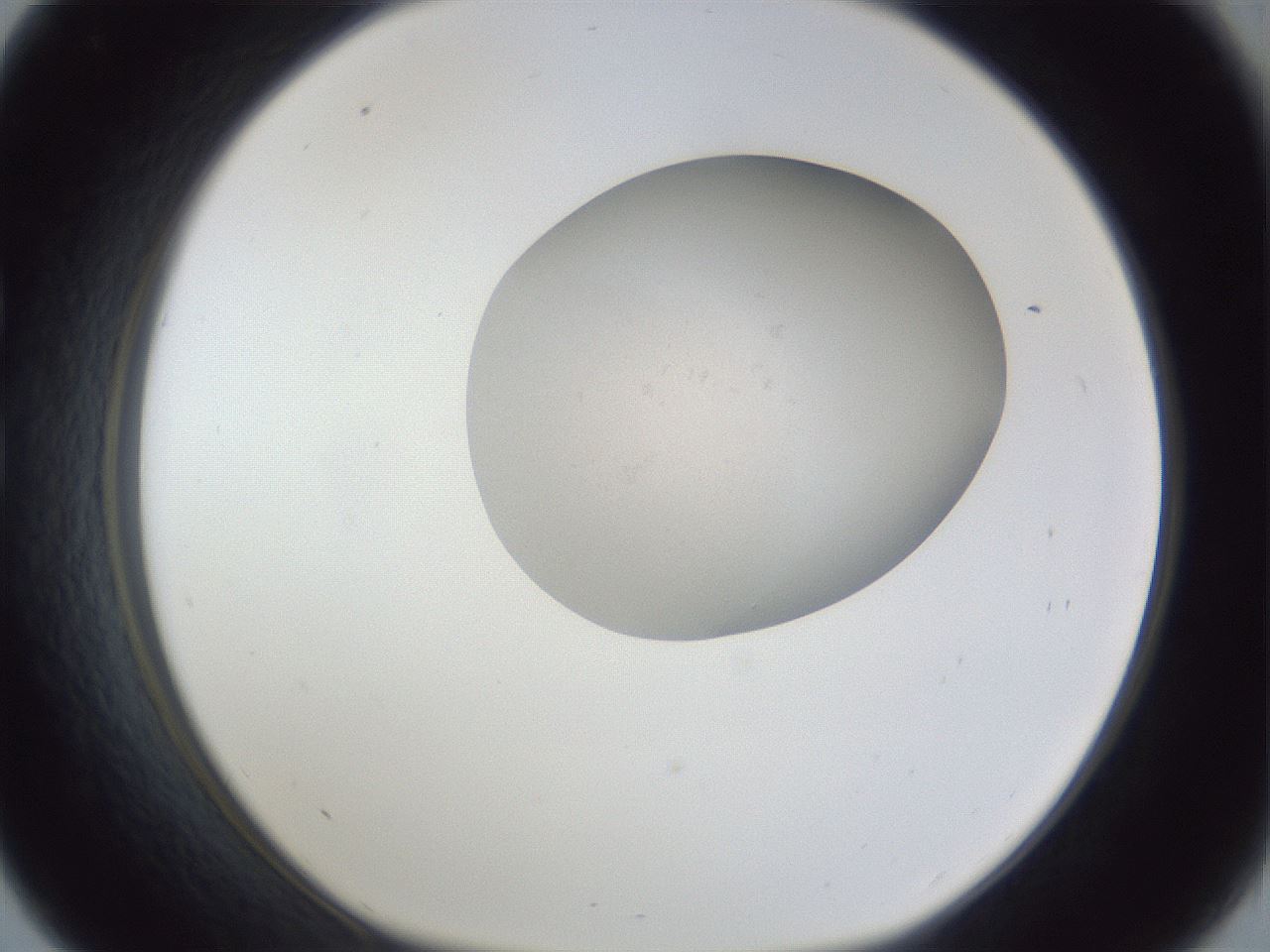 folderID931_plateID931_batchID1269_wellNum33_profileID1_d1_r34115_ef.jpg
