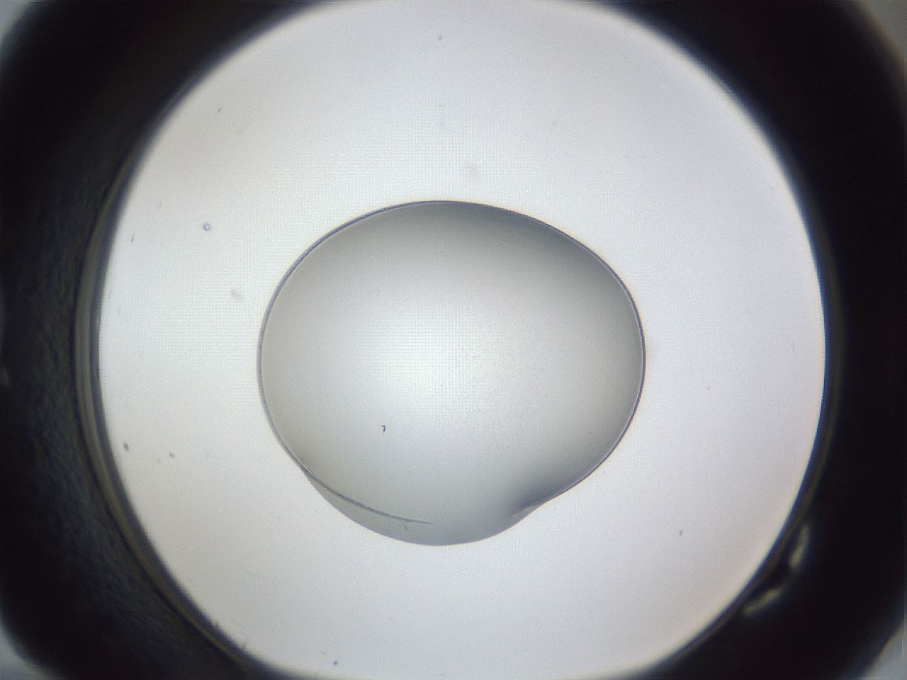folderID931_plateID931_batchID1269_wellNum82_profileID1_d1_r34164_ef.jpg