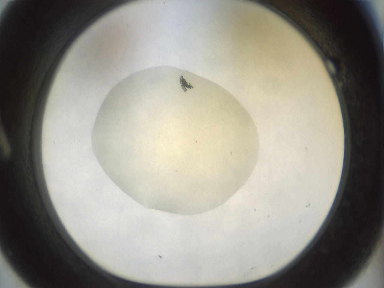 folderID932_plateID1932_batchID8218_wellNum7_profileID1_d1_r128919_ef.jpg
