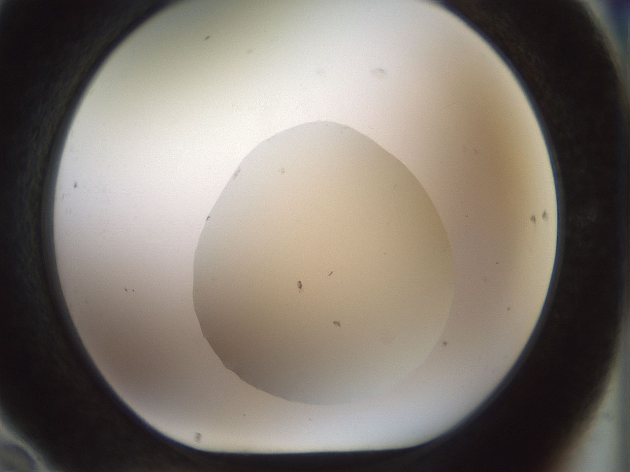 folderID932_plateID1932_batchID8243_wellNum70_profileID1_d1_r128982_ef.jpg