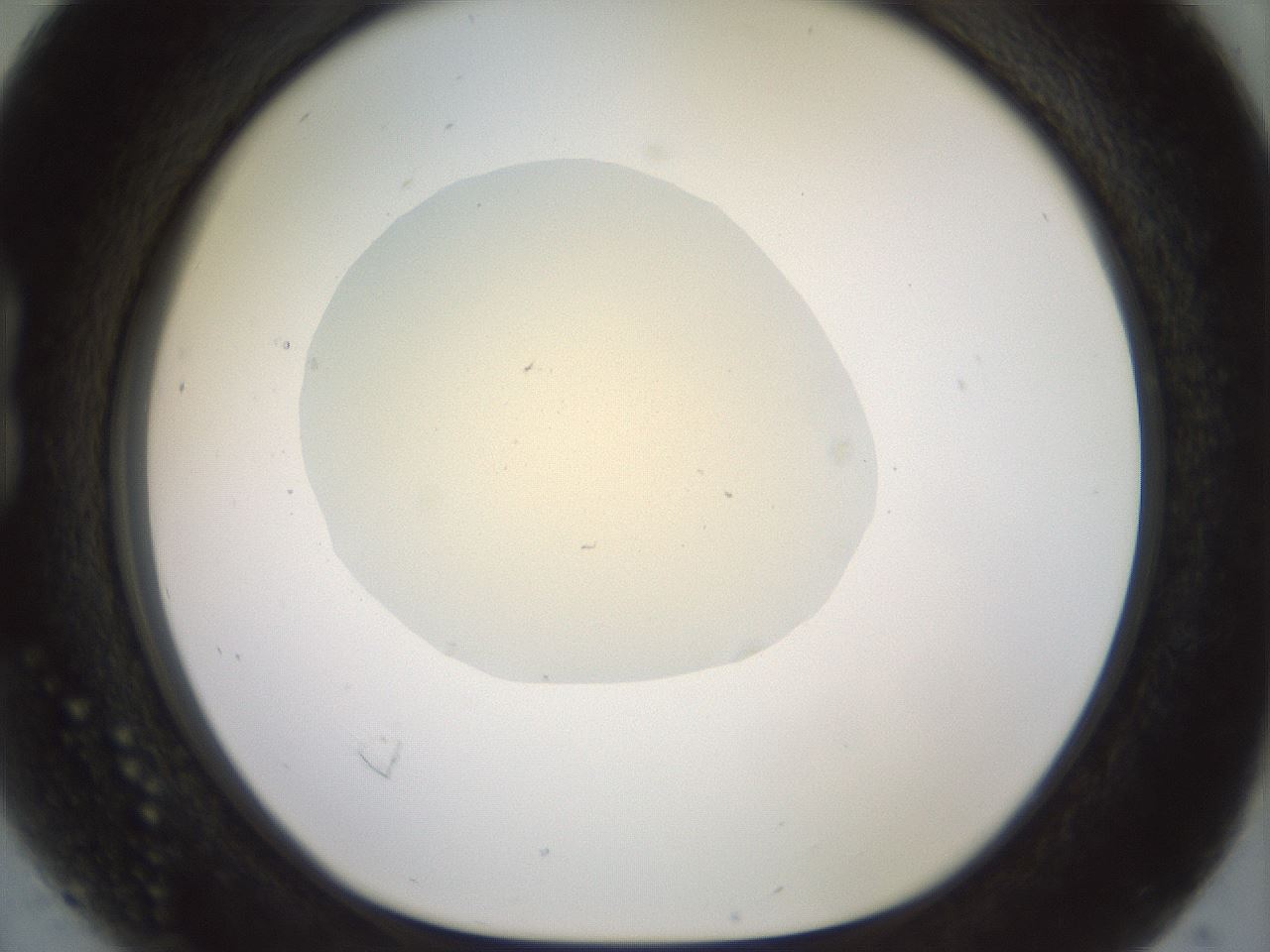 folderID932_plateID1932_batchID8307_wellNum16_profileID1_d1_r128928_ef.jpg