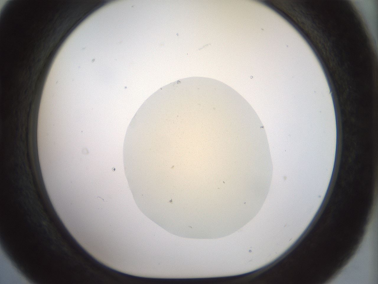 folderID932_plateID1932_batchID8307_wellNum21_profileID1_d1_r128933_ef.jpg