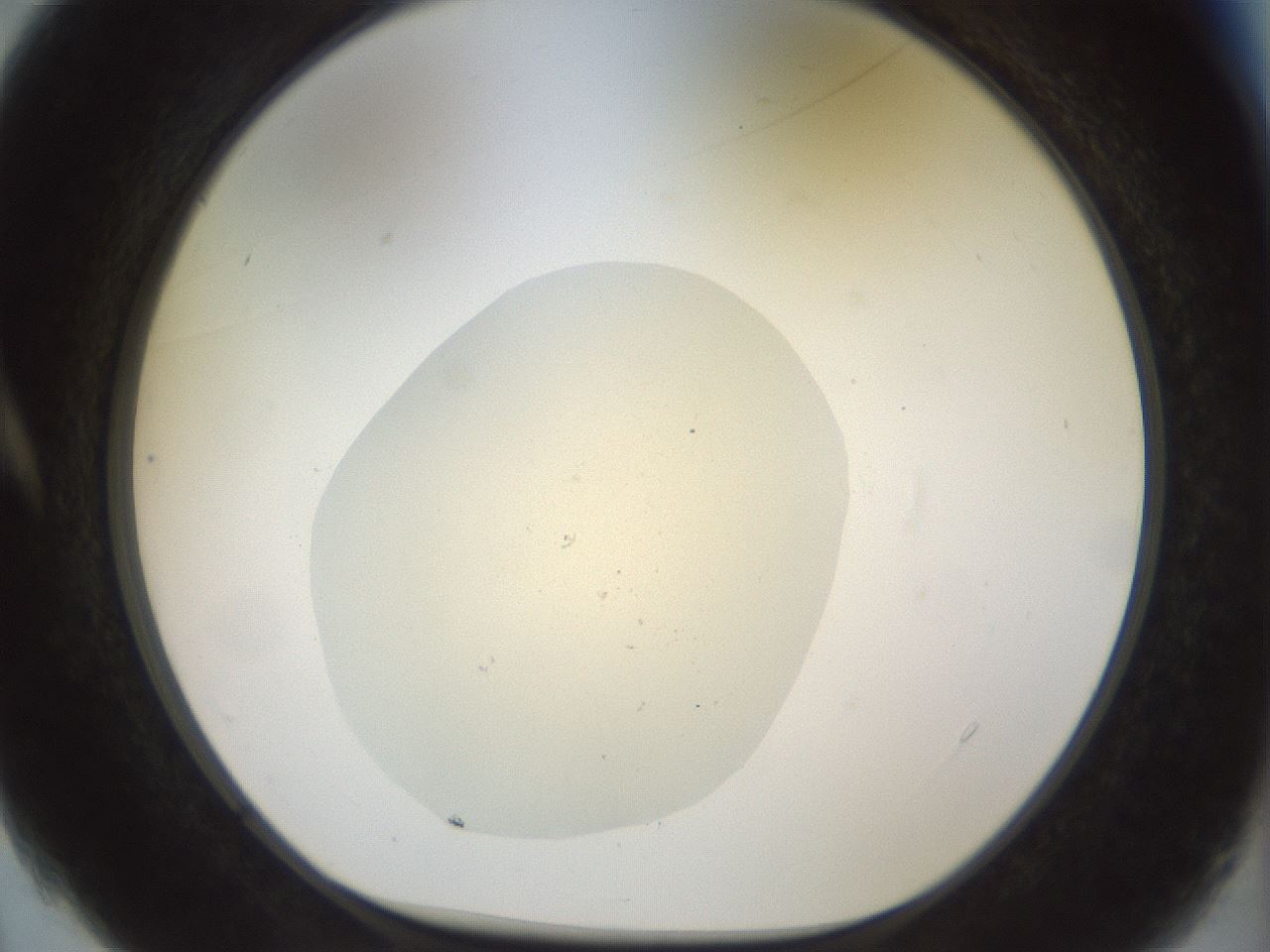 folderID932_plateID1932_batchID8307_wellNum4_profileID1_d1_r128916_ef.jpg