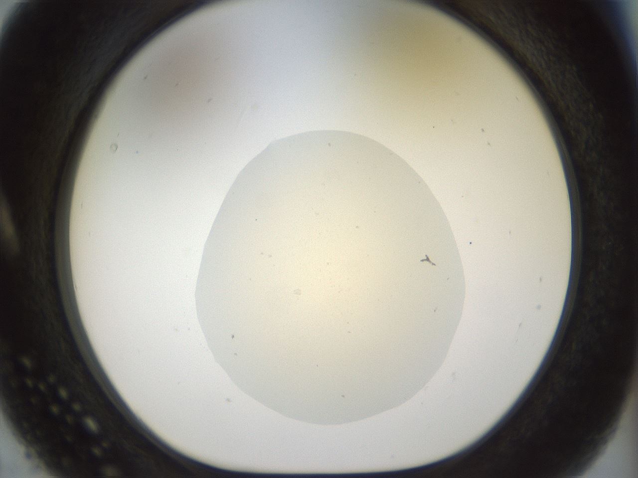 folderID932_plateID1932_batchID8307_wellNum5_profileID1_d1_r128917_ef.jpg
